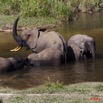 005 MOUPIA 6 Elephants au Bai 1 11E5K2IMG_69289wtmk.jpg