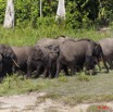 006 MOUPIA 6 Elephants au Bai 1 11E5K2IMG_69292wtmk.jpg
