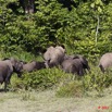 007 MOUPIA 6 Elephants au Bai 1 11E5K2IMG_69297wtmk.jpg