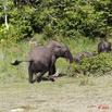 009 MOUPIA 6 Elephants au Bai 1 11E5K2IMG_69298wtmk.jpg