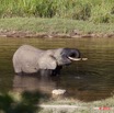 020 MOUPIA 6 Elephant au Bai 1 11E5K2IMG_69309wtmk.jpg
