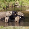 021 MOUPIA 6 Elephants au Bai 1 11E5K2IMG_69318wtmk.jpg