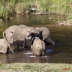 022 MOUPIA 6 Elephants au Bai 1 11E5K2IMG_69319wtmk.jpg