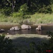 023 MOUPIA 6 Elephants au Bai 1 11E5K2IMG_69325wtmk.jpg