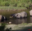024 MOUPIA 6 Elephants au Bai 1 11E5K2IMG_69333wtmk.jpg