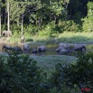 030 MOUPIA 6 Elephants le Soir au Bai 1 11E5K2IMG_69354wtmk.jpg