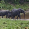 037 MOUPIA 7 Elephants au Bai 1 11E5K2IMG_71059wtmk.jpg