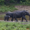 038 MOUPIA 7 Elephants au Bai 1 11E5K2IMG_71060wtmk.jpg