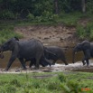 040 MOUPIA 7 Elephants au Bai 1 11E5K2IMG_71066wtmk.jpg