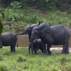 041 MOUPIA 7 Elephants au Bai 1 11E5K2IMG_71071wtmk.jpg