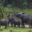 042 MOUPIA 7 Elephants au Bai 1 11E5K2IMG_71072wtmk.jpg
