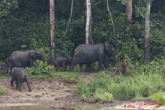 043 MOUPIA 7 Elephants au Bai 1 11E5K2IMG_71085wtmk.jpg