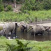 067 MOUPIA 7 le Bai Elephants Loxodonta africana cyclotis Familles 14E5K3IMG_96544wtmk.jpg
