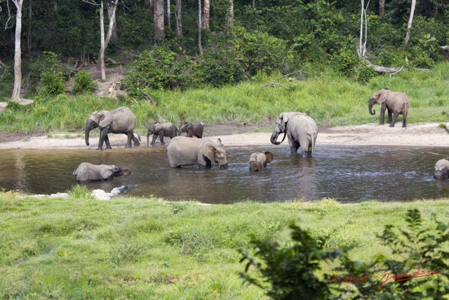 069 MOUPIA 7 le Bai Elephants Loxodonta africana cyclotis Familles 14E5K3IMG_96554wtmk.jpg