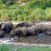 039 MOUPIA 10 Bai 1 Elephants Groupe 17 Pachydermes Baignade 17E5K3IMG_123793_DxOawtmk.jpg