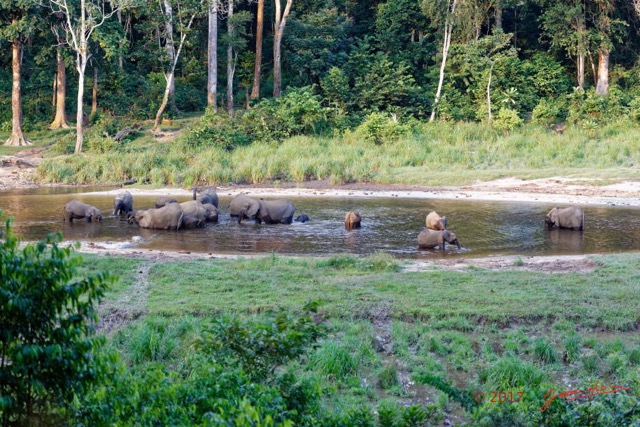 041 MOUPIA 10 Bai 1 Elephants Groupe 17 Pachydermes Baignade 17E5K3IMG_123796_DxOwtmk.jpg