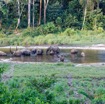 043 MOUPIA 10 Bai 1 Elephants Groupe 17 Pachydermes Baignade 17E5K3IMG_123805_DxOwtmk.jpg