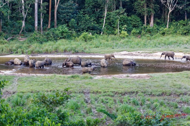 044 MOUPIA 10 Bai 1 Elephants Groupe 17 Pachydermes Baignade et Arrivee 3 Nouveaux 17E5K3IMG_123811_DxOwtmk.jpg