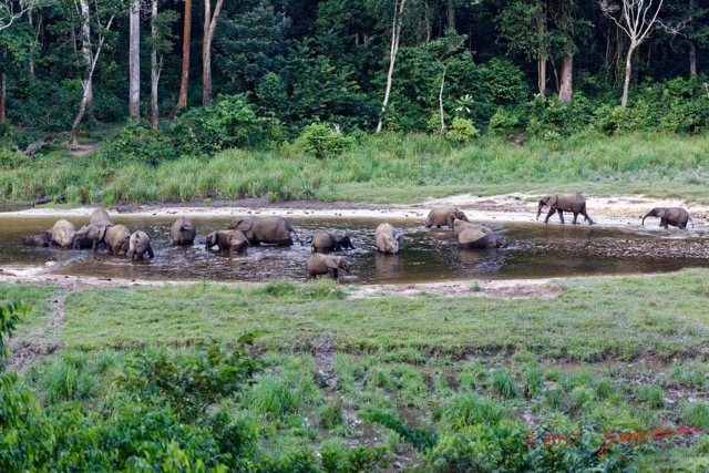 045 MOUPIA 10 Bai 1 Elephants Groupe 17 Pachydermes Baignade et Arrivee 3 Nouveaux 17E5K3IMG_123812_DxOawtmk.jpg