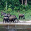 053 MOUPIA 10 Bai 1 Elephants Groupe 22 Pachydermes Attente 17E5K3IMG_123825_DxOwtmk.jpg