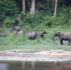 056 MOUPIA 10 Bai 1 Elephants Groupe 22 Pachydermes Attente 17E5K3IMG_123835wtmk.jpg