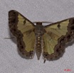 025 BELINGA Insecte Heterocere Geometridae 11E50IMG_32543wtmk.jpg