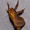 026 BELINGA Insecte Heterocere Limacodidae 11E50IMG_32544wtmk.jpg