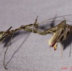 035 BELINGA Insecte Dictyoptere Mante Devorant sa Proie 11E50IMG_32565wtmk.jpg