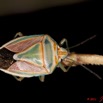 052 BELINGA Insecte Heteroptere Punaise 11E50IMG_32597wtmk.jpg