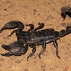 089 BELINGA Arthropode Scorpion Pandinus imperator 11E50IMG_32608wtmk.jpg