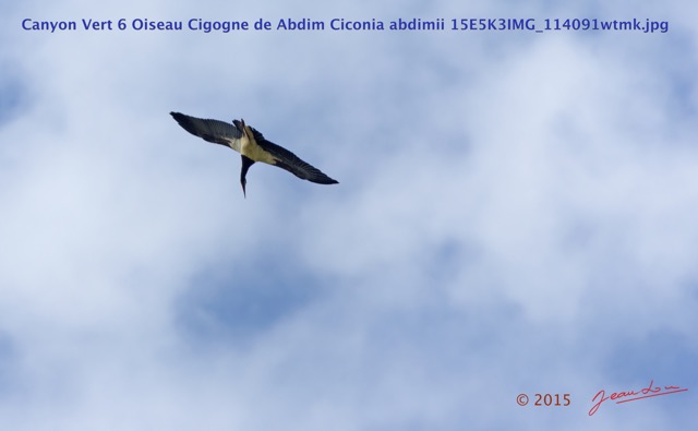 043 Canyon Vert 6 Oiseau Cigogne de Abdim Ciconia abdimii 15E5K3IMG_114091wtmk.jpg