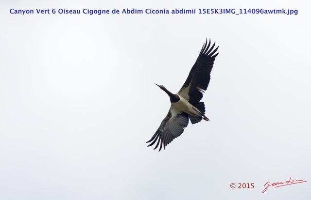 046 Canyon Vert 6 Oiseau Cigogne de Abdim Ciconia abdimii 15E5K3IMG_114096awtmk.jpg