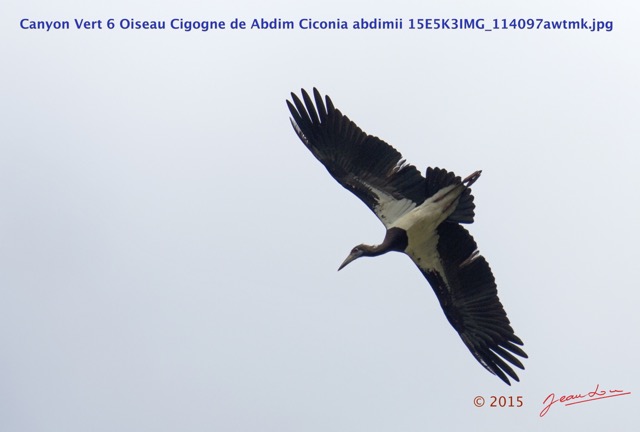 048 Canyon Vert 6 Oiseau Cigogne de Abdim Ciconia abdimii 15E5K3IMG_114097awtmk.jpg
