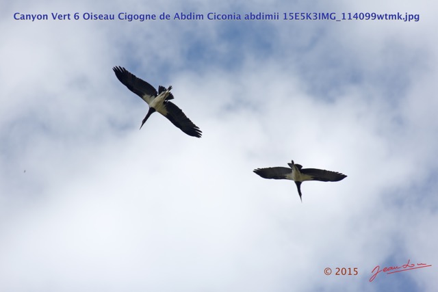 050 Canyon Vert 6 Oiseau Cigogne de Abdim Ciconia abdimii 15E5K3IMG_114099wtmk.jpg