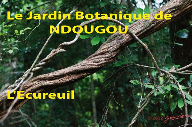 016 Titre Photos Ndougou Ecureuil-01.jpg