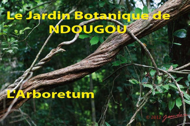 069 Titre Photos Ndougou Arboretum-01.jpg
