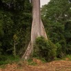 005 CHAILLU Arbre avec Racines Geantes 8EIMG_22571wtmk.jpg