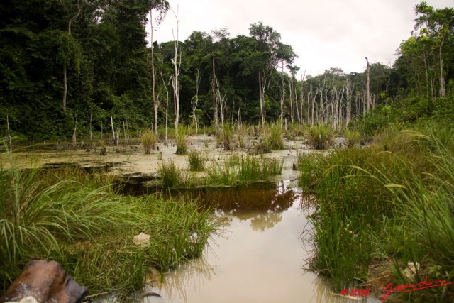 023 CHAILLU Marigot 8EIMG_22611wtmk.jpg