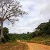 041 CHAILLU Piste et Arbre 8EIMG_22573wtmk.jpg