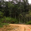 043 CHAILLU Piste et Foret 8EIMG_22599wtmk.jpg