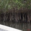 007 AKANDA Mangrove Paletuviers Racines avec Huitres 11E5K2IMG_65309wtmk.jpg