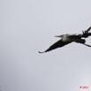 065 AKANDA Oiseau Heron Cendre Ardea cinerea en Vol 11E5K2IMG_65379wtmk.jpg