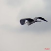 067 AKANDA Oiseau Heron Cendre Ardea cinerea en Vol 11E5K2IMG_65392wtmk.jpg