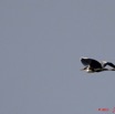 082 AKANDA Oiseau Heron Cendre Ardea cinerea 11E5K2IMG_65466wtmk.jpg