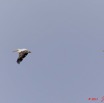 164 AKANDA Moka Oiseau Pelican Pelecanus rufescens en Vol 11E5K2IMG_65775wtmk.jpg