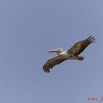 165 AKANDA Moka Oiseau Pelican Pelecanus rufescens en Vol 11E5K2IMG_65781wtmk.jpg