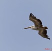166 AKANDA Moka Oiseau Pelican Pelecanus rufescens en Vol 11E5K2IMG_65784wtmk.jpg