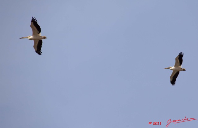 167 AKANDA Moka Oiseau Pelican Pelecanus rufescens en Vol 11E5K2IMG_65790wtmk.jpg