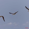 170 AKANDA Moka Oiseaux Bec-en-Ciseau Rynchops flavirostris en Vol 11E5K2IMG_65802wtmk.jpg