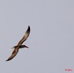 176 AKANDA Moka Oiseau Bec-en-Ciseau Rynchops flavirostris en Vol 11E5K2IMG_65842wtmk.jpg